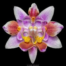 Image result for Disa equestris