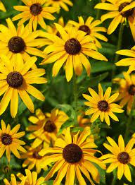 We did not find results for: 15 Perennial Flowers That Are Easy To Grow Stacy Risenmay