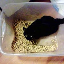 Now that you realize how dangerous popcorn is for our feline friends, here are some pointers to ensure that your cat won't be chomping on the said snack anytime soon Can Cats Eat Peanuts Catster