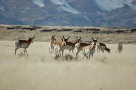 Image result for Little Catnip Spring - Sheldon Refuge Winnemucca NV