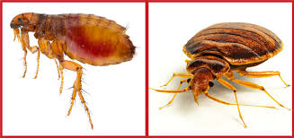 This pest problem is significantly more pervasive. What Are The Differences Between Fleas Bed Bugs