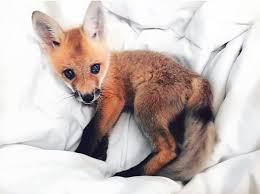 Meet Juniper The Pet Fox Who S Basically An Orange Dog Pet Fox Cute Baby Animals Animals Beautiful