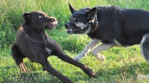 How To Protect Your Dog From Being Attacked 4 Strategies Pethelpful