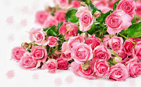 Bahkan banyak orang yang gemar menanam dan merawat bunga mawar di depan rumah maupun di pekarangan samping rumahnya. 33 Jenis Bunga Mawar Beserta Cara Budidayanya Lengkap