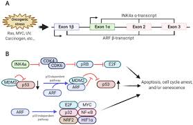 Biomolecules Free Full Text Post Translational Regulation Of Arf Perspective In Cancer Html