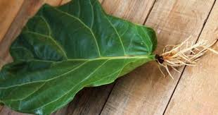 Bird Of Paradise Water Propagation Fiddle Leaf Fig Propagation 100 Success In 2 Easy Ways Fiddle Leaf Fig Fiddle Leaf Fig Care Plants