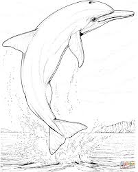 Pin By Gustavo Rangel On Activities For Kids Dolphin Coloring Pages Animal Coloring Pages Shark Coloring Pages
