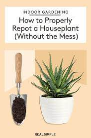 How To Repot A Plant Without The Mess Repotting Plants Plants House Plants