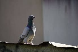 Animalier Animaux Faune Oiseau Ornithologie Pigeon Plumes Toits Ville