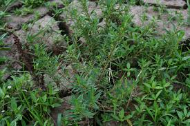 Image result for Ammannia baccifera