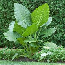 Plant your elephant ear bulb with the old stem facing upwards about an inch under the soil line and cover with soil. Types Of Elephant Ears
