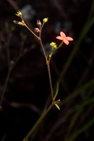 Image result for Cordylostigma longifolium