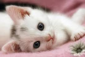 Koleksi gambar kucing comel dan lucu azhan co. 40 Koleksi Gambar Gambar Anak Kucing Yang Terlajak Comel