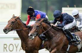 Cpr Racehorses Are Treated As Disposable Objects