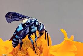 صور On Twitter Bee Black Butterfly Be The Creature