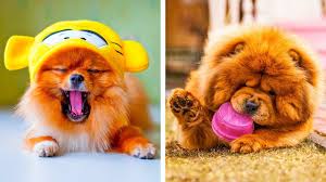 So süß tröstet der hund sein frauchen. Aaaaaw Die 8 Sussesten Hunderassen Youtube