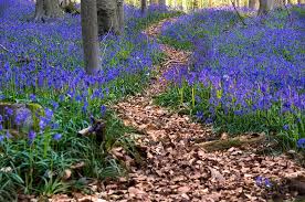 Bluebells Blooming Hallerbos Forest Belgium 3 Mystical Forest Blue Bell Flowers Beautiful Nature