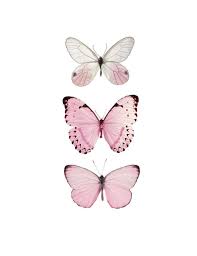 Pink Butterfly Butterfly Butterfly Print Pink Butterfly Print Pink Decor Pink Color Art Butterfly Art Print Butterfly Wall Prints Butterfly Art Print Butterfly Art Butterfly Wallpaper