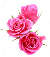 Maybe you would like to learn more about one of these? Pink Rose Flower Bouquet Isolated On White Background Cutout Stock Photo Picture And Royalty Free Image Image 23761388