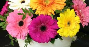 100 Pcs Font B Gerbera B Font Sementes Bonsai Interior Flor Planta Sementes Perene Da Fam Iacute 800 800 Decoracao Sementes Festa