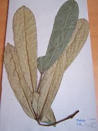 Image result for Anthonotha