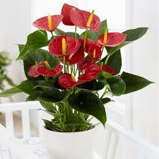 Buy Flamingo Flower Anthurium Andraeanum Group Red Champion Anthbnena Pbr Delivery By Waitrose Garden In A In 2020 Anthurium Plant Flamingo Flower Anthurium