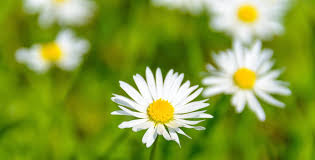 Lawn Mowing Clovelly | Garden Maintenance Clovelly