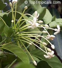 Image result for Oxyanthus speciosus