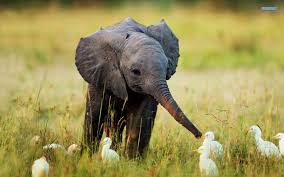 What i believe is most fascinating about weight is how. Newborn Baby Elephant Weight Newborn Baby
