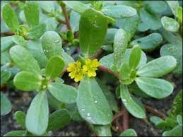 Purslane is an aesthetically attractive weed with fleshy leaves and often yellow flowers, but its health benefits are even more desirable. What Are The Uses And Health Benefits Of Common Purslane Portulaca Oleracea