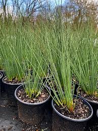 Image result for Juncus