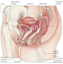 The penis, the male organ of copulation, is partly inside. Reproductive Women S Capabilities In Different Periods Of Life Development Of The Reproductive System Period Of Puberty