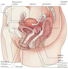 It is a part of the stages of sexual differentiation. Reproductive Women S Capabilities In Different Periods Of Life Development Of The Reproductive System Period Of Puberty