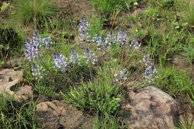 Image result for Bonatea porrecta