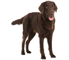 Help us by answering a short survey. Flat Coated Retriever Dog Breed Facts And Information Wag Dog Walking