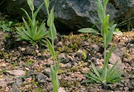 Image result for Turritis glabra