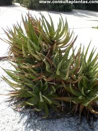Image result for Aloe aculeata × ortholopha