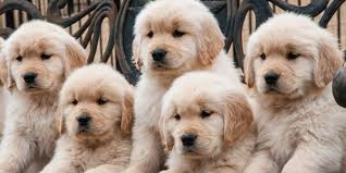 Golden retriever puppies for sale in malaysia 2021. Golden Retriever Malaysia Online Store Home Facebook