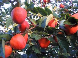 Daleys fruit tree nursery po box 154 kyogle nsw 2474 phone: Daleys Fruit Tree Nursery Postimet Facebook