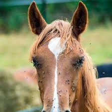 Tick Diseases In Horses The 1 Resource For Horse Farms Stables And Riding Instructors Stable Management