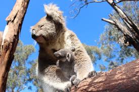 Peekaboo Koala Joey Emerges From Pouch Animal Fact Guide