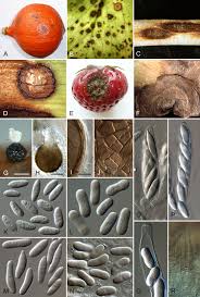 Image result for Colletoecema