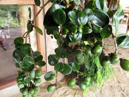 Image result for Strychnos pungens