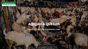 Hal tersebut mengikuti nabi saw yang pernah memakan daging qurbannya sendiri. Perbezaan Antara Ibadah Aqiqah Qurban