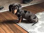 - Texas Dachshund Rescue - ADOPTIONS - Rescue Me!