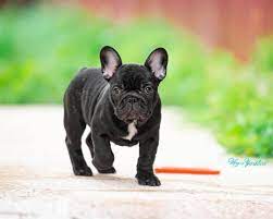 French bulldog puppies are really cute, so today we'll discuss a lot more about these pups, their growth stages, nutritional needs, and training! French Bulldogs French Bulldog Puppies For Sale Near Me Facebook