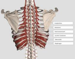 You could call the first the thorax, should you like, but whether that only refers to the rib cage alone is something i'm uncertain on. Introduction Anatomy Thoracic The Gap Physio