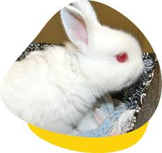 Wonder which dog or cat best fits your lifestyle? Expert Rabbit Vet Clinic In Perth Melbourne