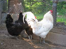 1000x1265 tattoo den haag tattoo fighting rooster rooster. What To Do When Your Roosters Are Fighting And How To Care For Them Afterwards Backyard Chickens Learn How To Raise Chickens