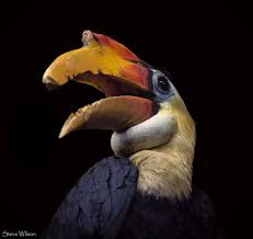 Large Black Bird With White Ring Around Neck Wrinkled Hornbill On Black Black Animals Bird Blue Eye Ring